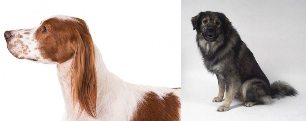 Istrian Sheepdog vs Irish Red and White Setter - Breed Comparison