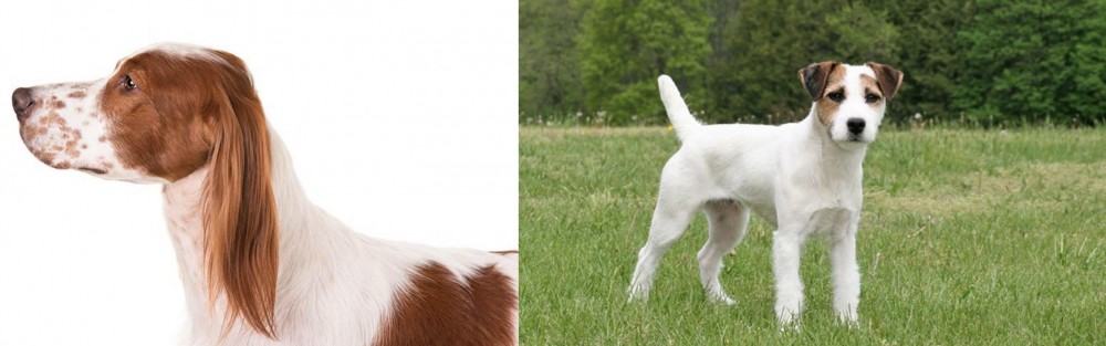 Jack Russell Terrier vs Irish Red and White Setter - Breed Comparison