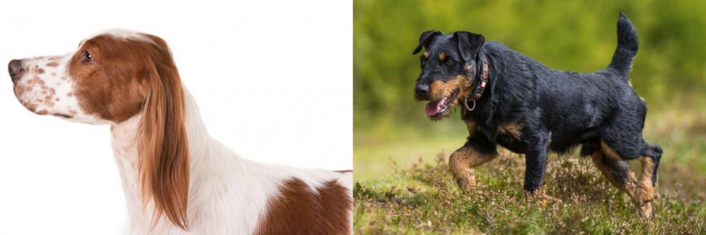 Jagdterrier vs Irish Red and White Setter - Breed Comparison