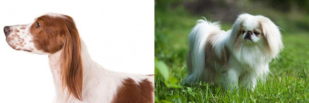 Japanese Chin vs Irish Red and White Setter - Breed Comparison