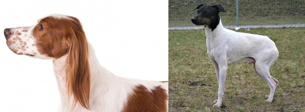 Japanese Terrier vs Irish Red and White Setter - Breed Comparison
