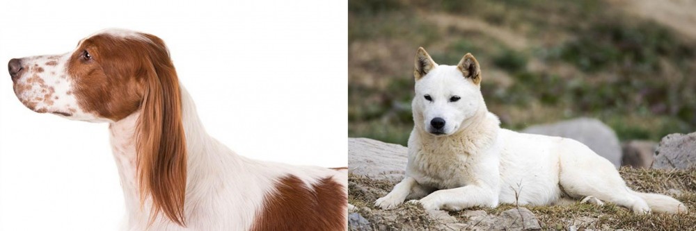 Jindo vs Irish Red and White Setter - Breed Comparison