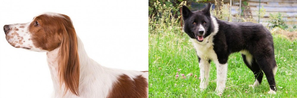 Karelian Bear Dog vs Irish Red and White Setter - Breed Comparison