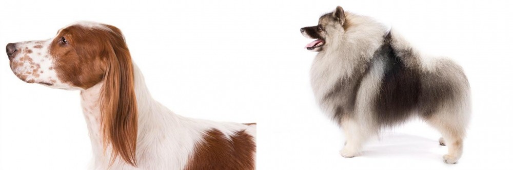 Keeshond vs Irish Red and White Setter - Breed Comparison