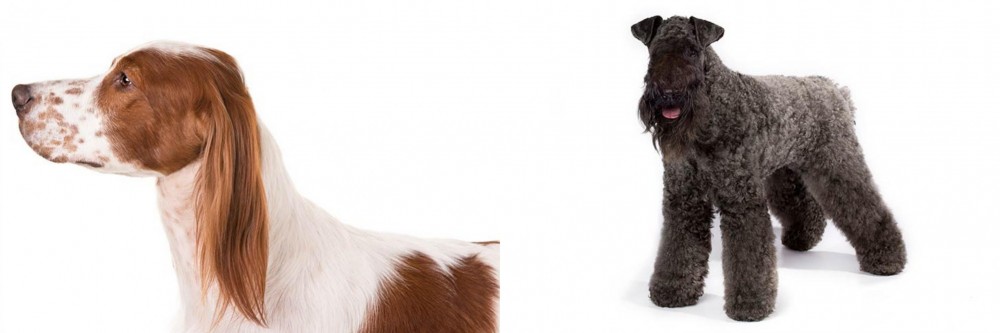 Kerry Blue Terrier vs Irish Red and White Setter - Breed Comparison