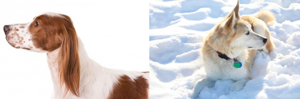 Labrador Husky vs Irish Red and White Setter - Breed Comparison