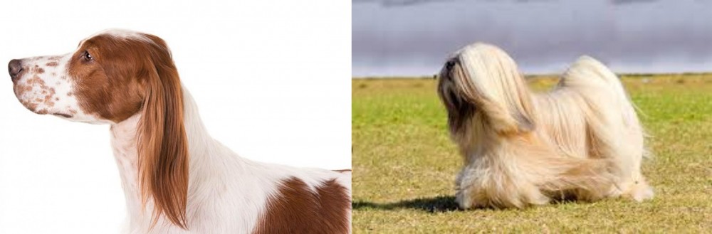 Lhasa Apso vs Irish Red and White Setter - Breed Comparison
