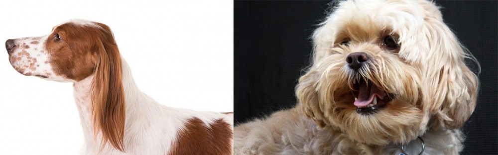 Lhasapoo vs Irish Red and White Setter - Breed Comparison