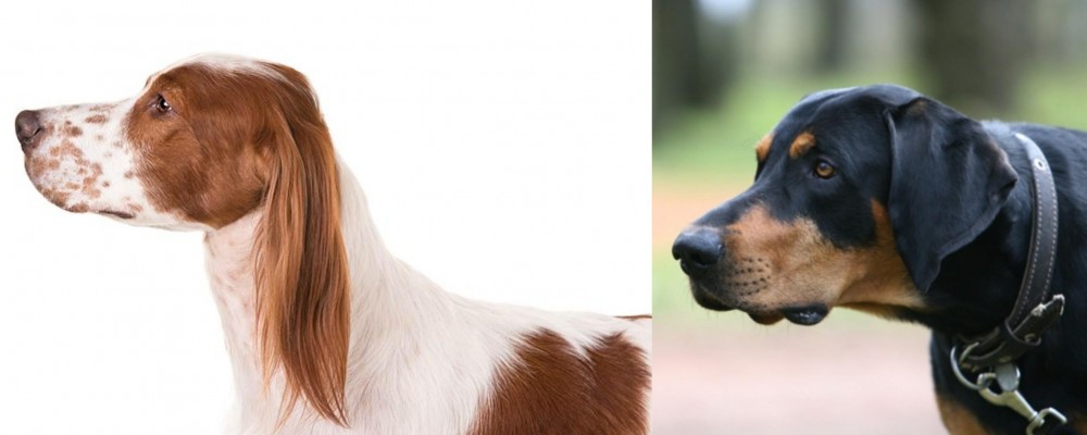 Lithuanian Hound vs Irish Red and White Setter - Breed Comparison