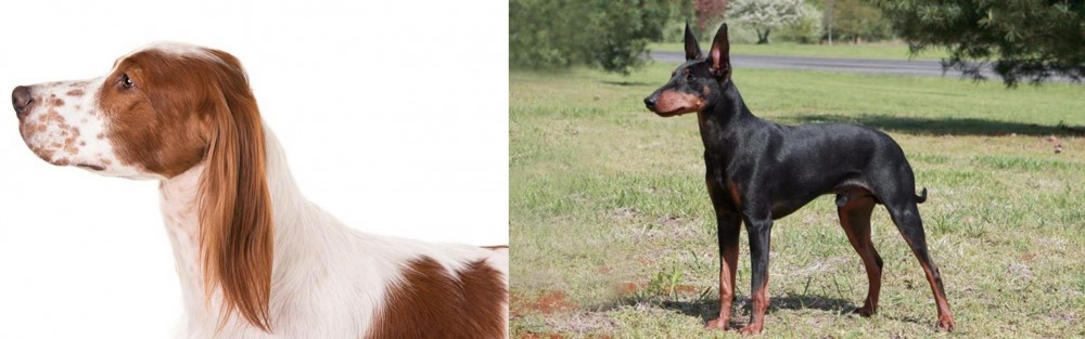 Manchester Terrier vs Irish Red and White Setter - Breed Comparison