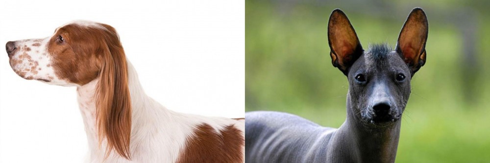 Mexican Hairless vs Irish Red and White Setter - Breed Comparison