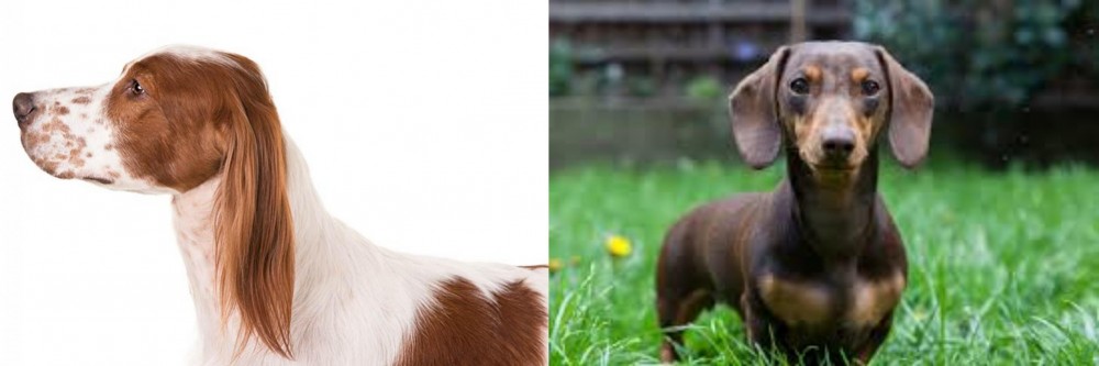 Miniature Dachshund vs Irish Red and White Setter - Breed Comparison