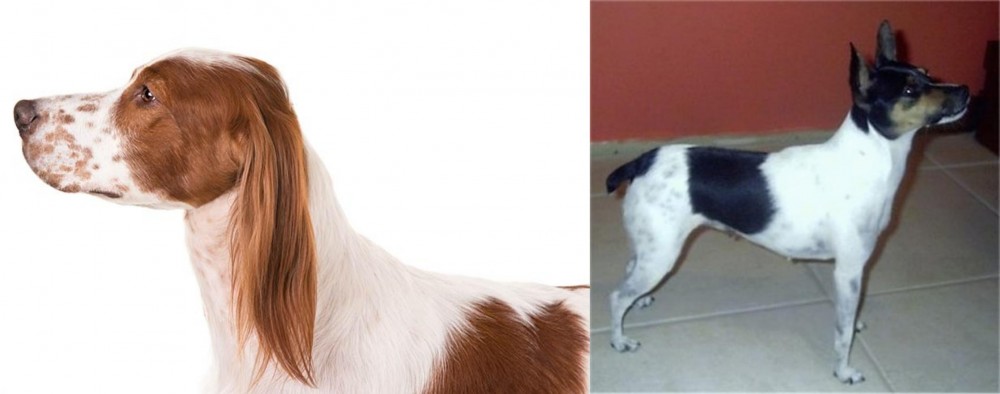 Miniature Fox Terrier vs Irish Red and White Setter - Breed Comparison