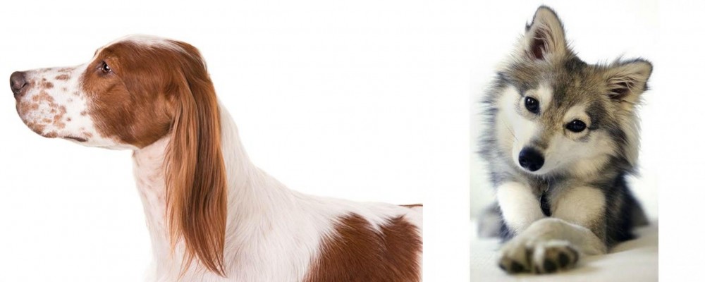 Miniature Siberian Husky vs Irish Red and White Setter - Breed Comparison