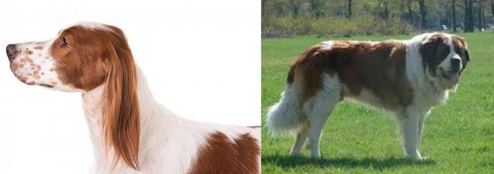 Moscow Watchdog vs Irish Red and White Setter - Breed Comparison