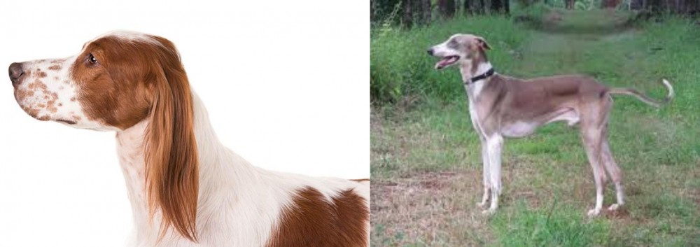 Mudhol Hound vs Irish Red and White Setter - Breed Comparison