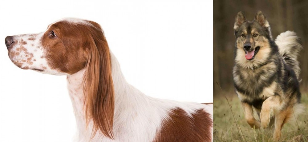 Native American Indian Dog vs Irish Red and White Setter - Breed Comparison