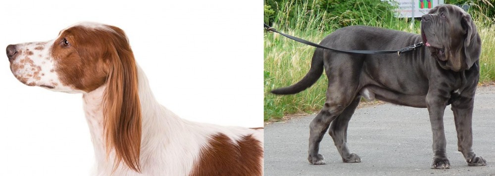 Neapolitan Mastiff vs Irish Red and White Setter - Breed Comparison