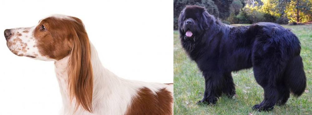 Newfoundland Dog vs Irish Red and White Setter - Breed Comparison