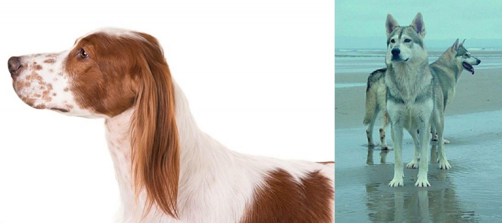 Northern Inuit Dog vs Irish Red and White Setter - Breed Comparison