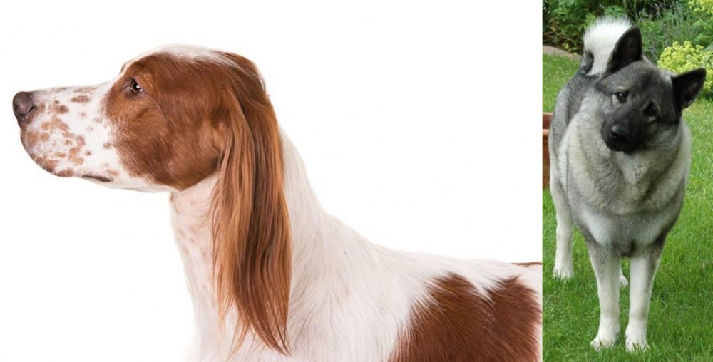 Norwegian Elkhound vs Irish Red and White Setter - Breed Comparison