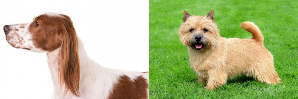 Norwich Terrier vs Irish Red and White Setter - Breed Comparison