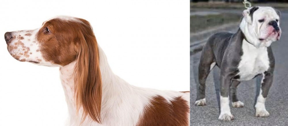 Old English Bulldog vs Irish Red and White Setter - Breed Comparison
