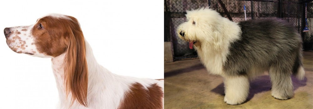 Old English Sheepdog vs Irish Red and White Setter - Breed Comparison