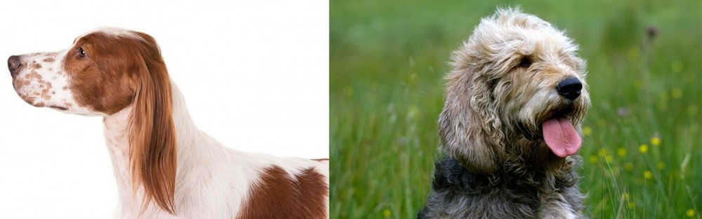 Otterhound vs Irish Red and White Setter - Breed Comparison