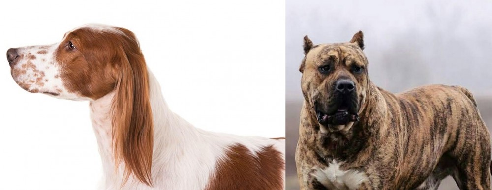Perro de Presa Canario vs Irish Red and White Setter - Breed Comparison