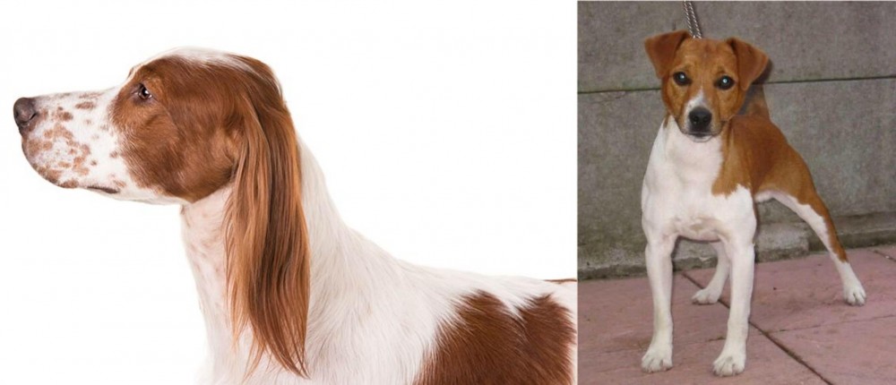 Plummer Terrier vs Irish Red and White Setter - Breed Comparison
