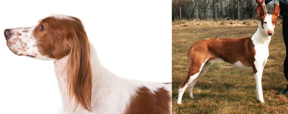 Podenco Canario vs Irish Red and White Setter - Breed Comparison