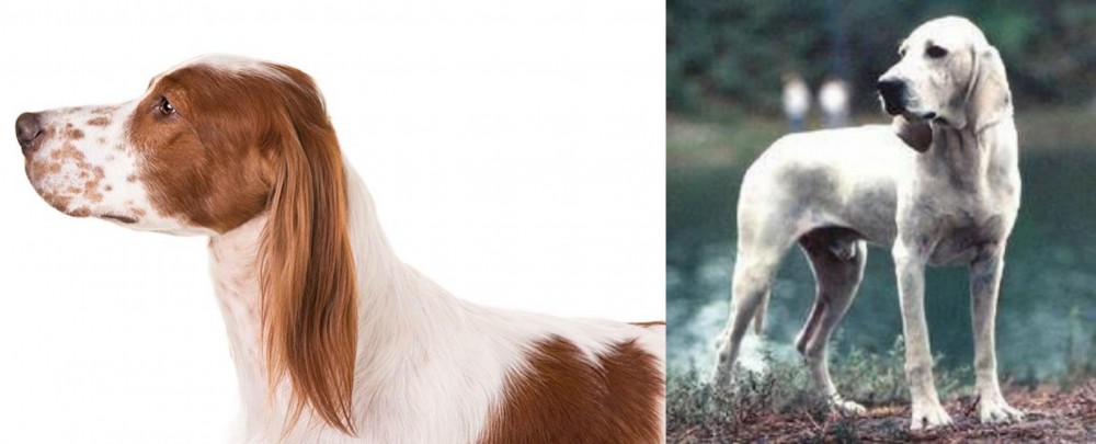 Porcelaine vs Irish Red and White Setter - Breed Comparison