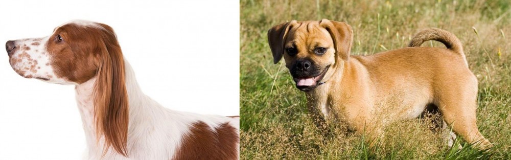 Puggle vs Irish Red and White Setter - Breed Comparison