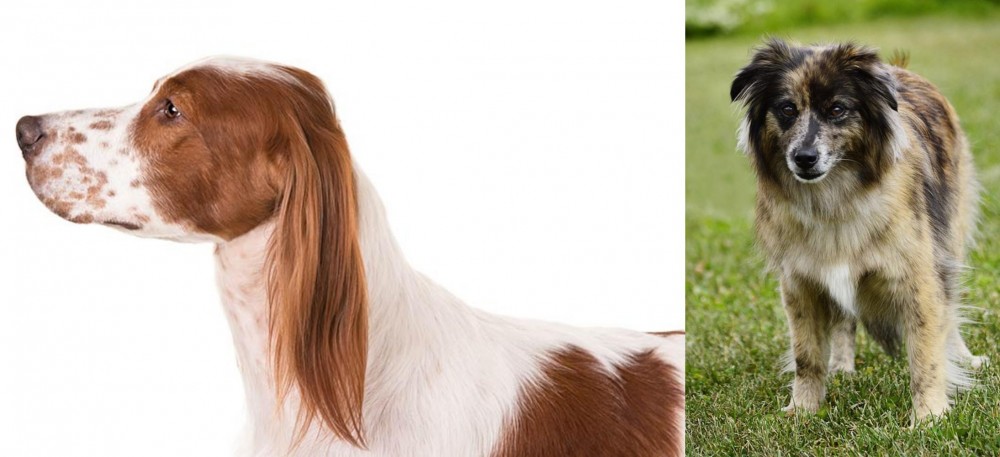 Pyrenean Shepherd vs Irish Red and White Setter - Breed Comparison