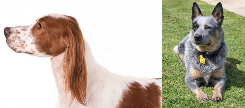 Queensland Heeler vs Irish Red and White Setter - Breed Comparison