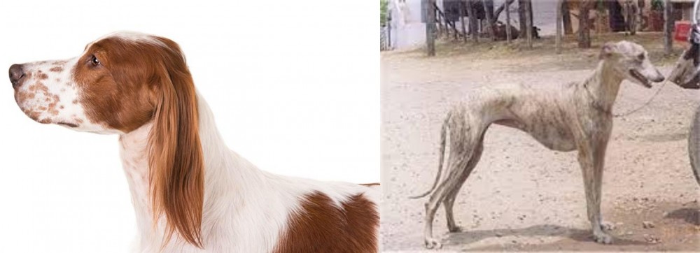 Rampur Greyhound vs Irish Red and White Setter - Breed Comparison