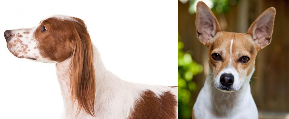 Rat Terrier vs Irish Red and White Setter - Breed Comparison