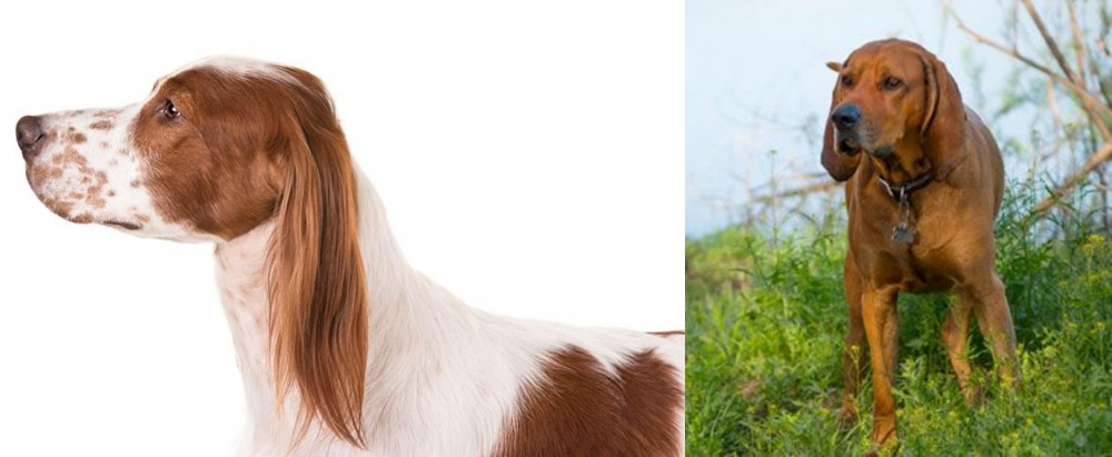 Redbone Coonhound vs Irish Red and White Setter - Breed Comparison