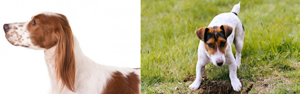 Russell Terrier vs Irish Red and White Setter - Breed Comparison