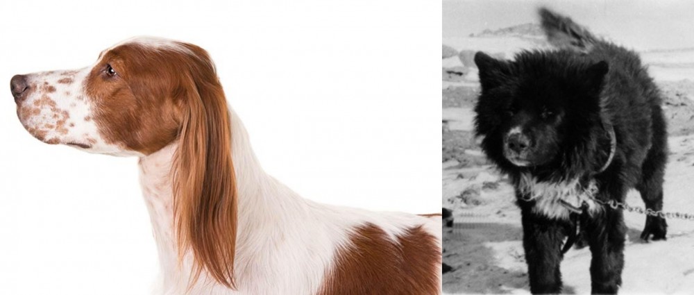 Sakhalin Husky vs Irish Red and White Setter - Breed Comparison