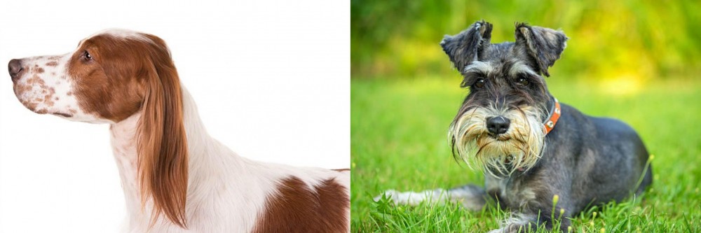 Schnauzer vs Irish Red and White Setter - Breed Comparison