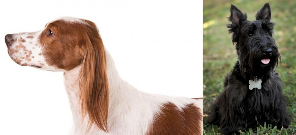 Scoland Terrier vs Irish Red and White Setter - Breed Comparison