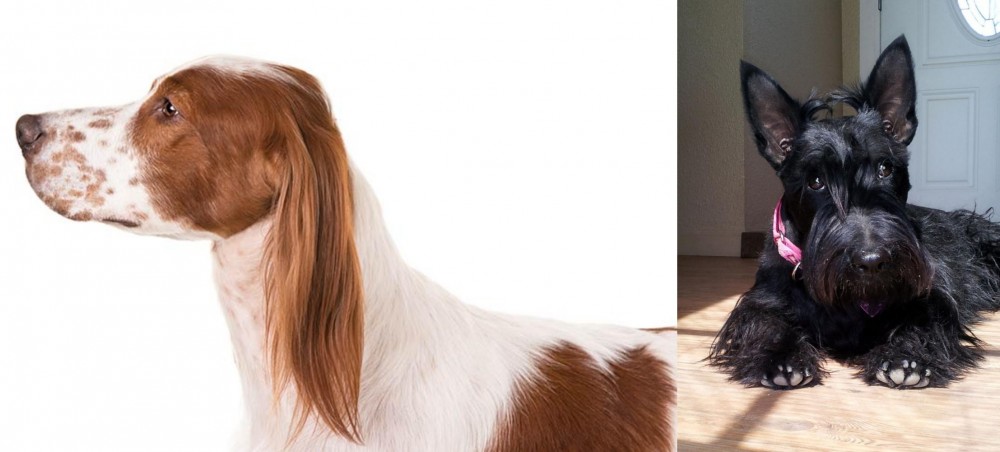 Scottish Terrier vs Irish Red and White Setter - Breed Comparison