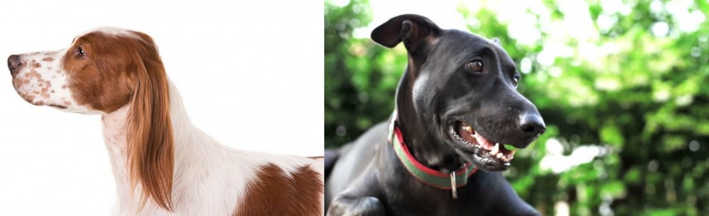 Shepard Labrador vs Irish Red and White Setter - Breed Comparison