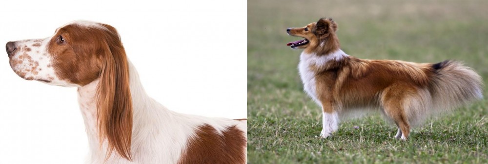 Shetland Sheepdog vs Irish Red and White Setter - Breed Comparison
