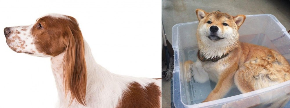 Shiba Inu vs Irish Red and White Setter - Breed Comparison