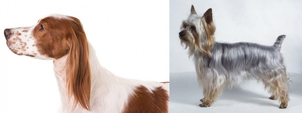 Silky Terrier vs Irish Red and White Setter - Breed Comparison