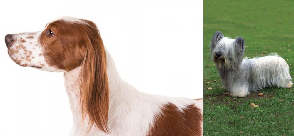Skye Terrier vs Irish Red and White Setter - Breed Comparison