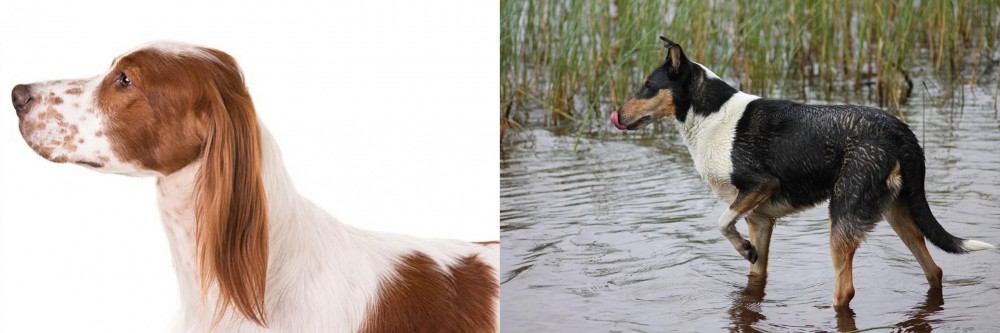 Smooth Collie vs Irish Red and White Setter - Breed Comparison